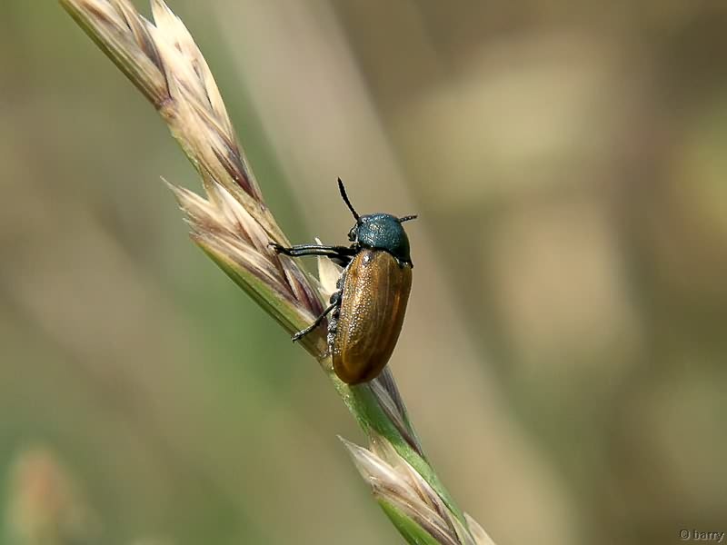 Labidostomis humeralis (D.H. Schneider, 1792)